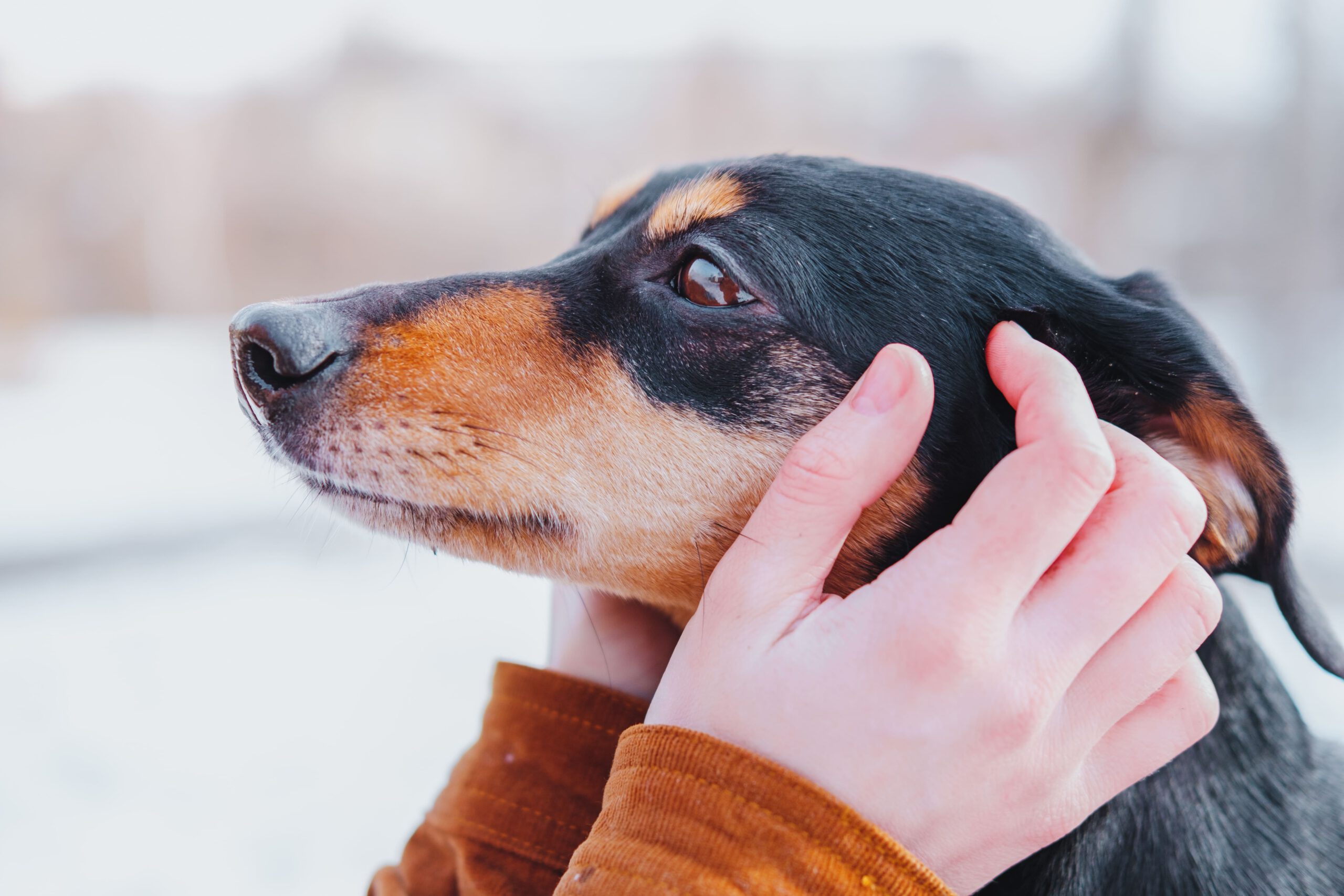 ミニチュアダックスのシニア犬