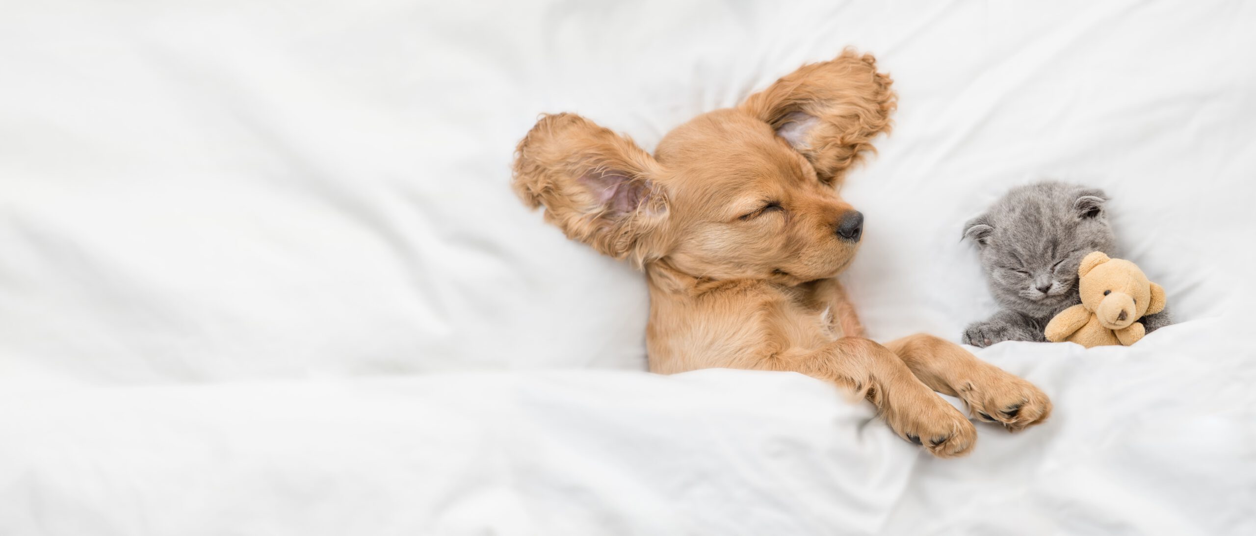 ベッドで眠る子犬と子猫とくまのぬいぐるみ