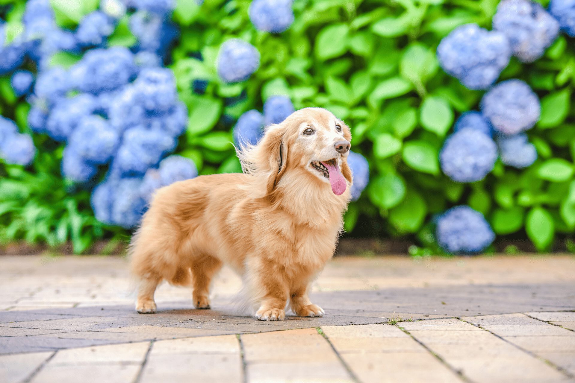 クリーム色ミニチュアダックスのシニア犬