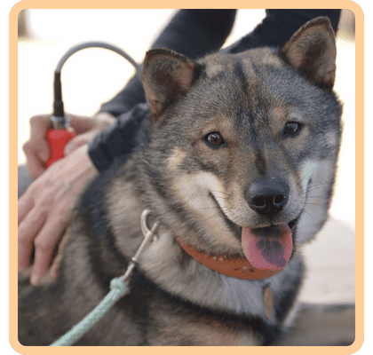 メディセル施術中の北海道犬結乃(ゆの)くん