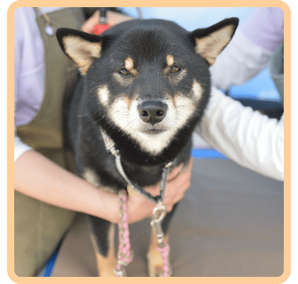 メディセル施術中の柴犬望乃(のの)ちゃん